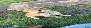 Japanese Shiba Inu 2