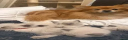 Ragdoll cats for sale: 5 Ragdoll kittens - Advert 6