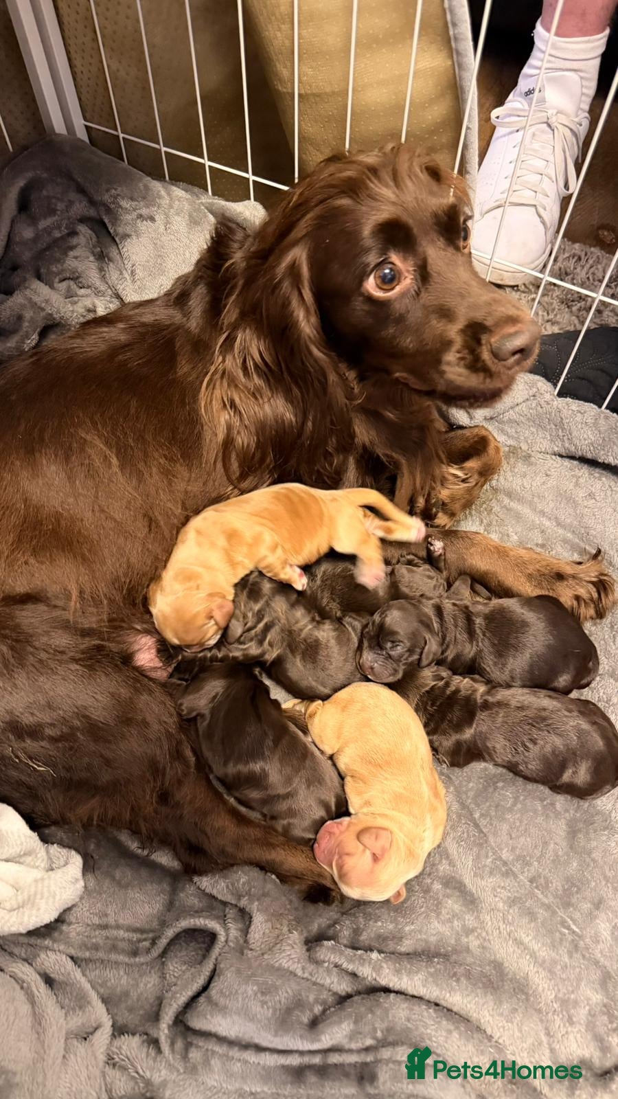 Cocker Spaniel dogs KC Registered Working Cocker Spaniel Pups - Advert 3