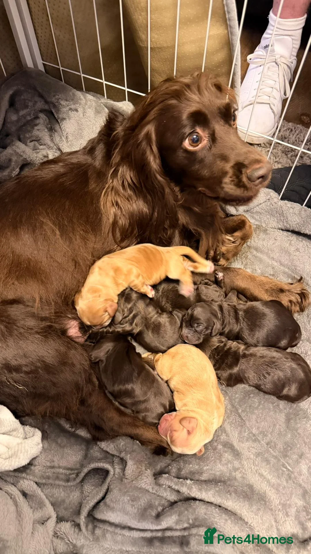 Cocker Spaniel dogs for sale: KC Registered Working Cocker Spaniel Pups in Glasgow - Advert 1
