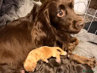 Cocker Spaniel dogs KC Registered Working Cocker Spaniel Pups - Advert 2