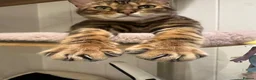 Bengal cats for sale: Beautiful friendly bengal cat for rehome  - Advert 5