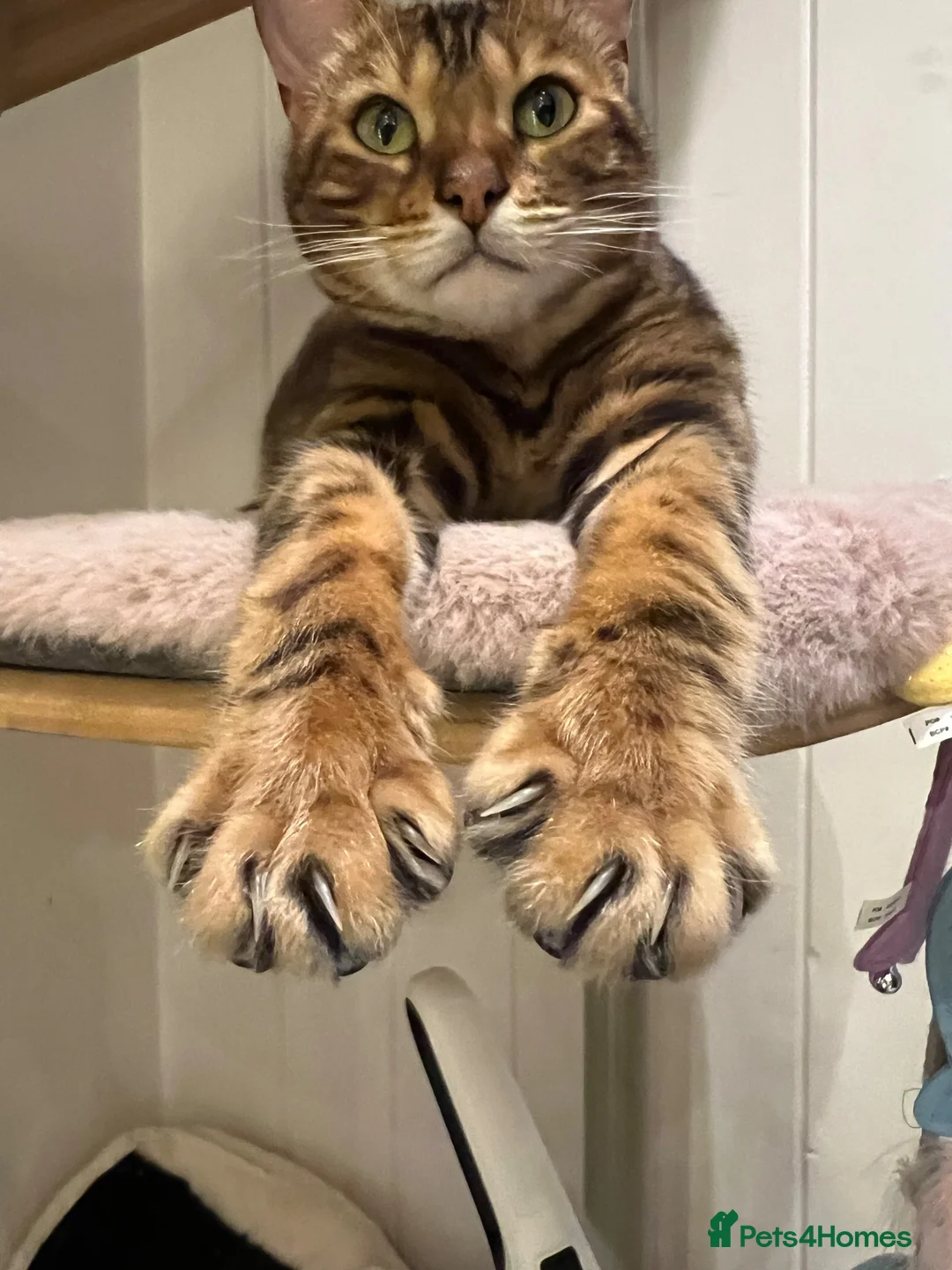 Bengal cats for sale: Beautiful friendly bengal cat for rehome  - Advert 5