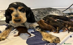 Cockapoo dogs for sale: 🔥Stunning F1 Cockapoo Puppies🔥 - Advert 6