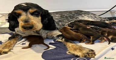 Cockapoo dogs 🔥Stunning F1 Cockapoo Puppies🔥 - Advert 3