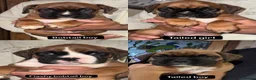 Boxer dogs for sale: 5 Gorgeous Kennel Club Registered Boxer Puppies - Advert 2
