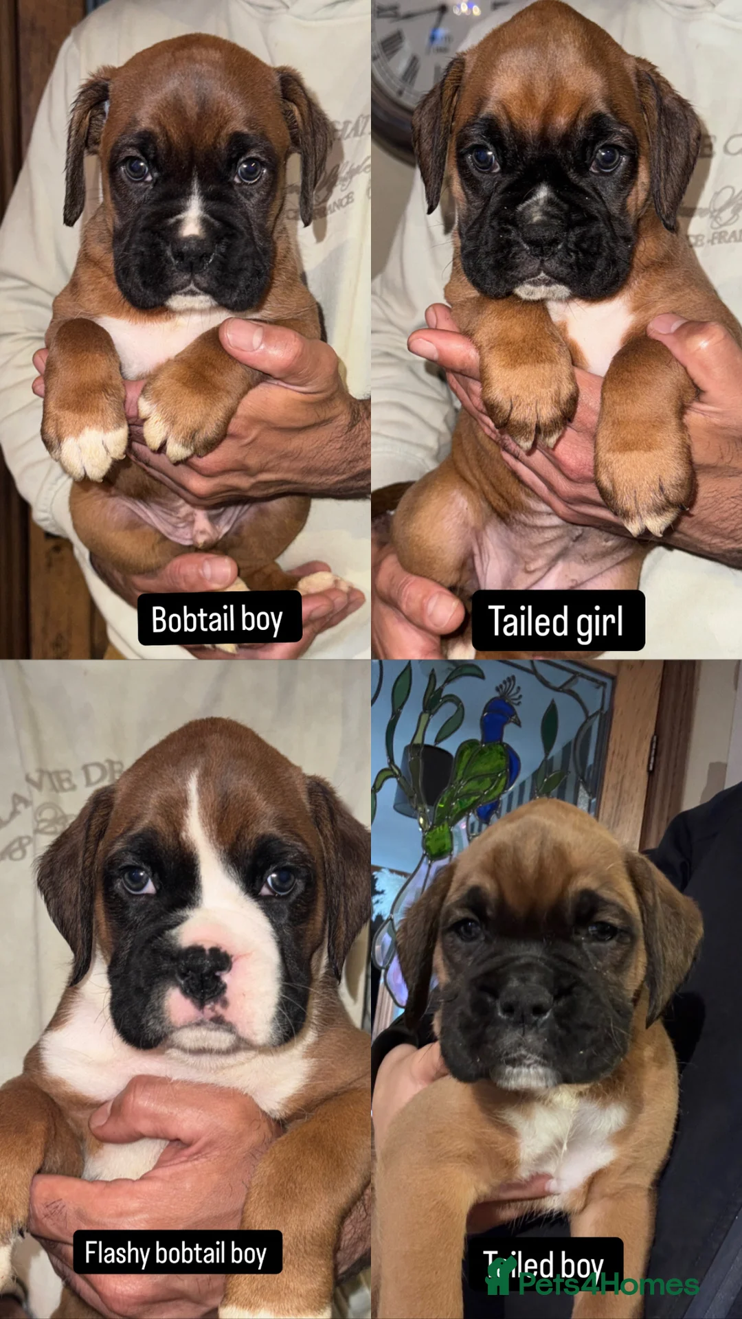 Boxer dogs for sale: 5 Gorgeous Kennel Club Registered Boxer Puppies - Advert 2
