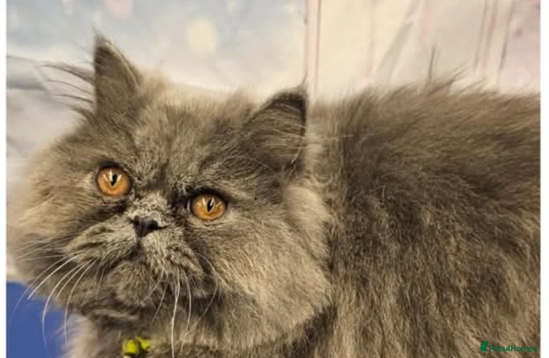 Persian cats for sale: 10 month old Blue Persian  - Advert 2