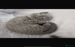 British Shorthair cats for sale: Pedigree British shorthair (Bi colour gene) in Birmingham - Image 4