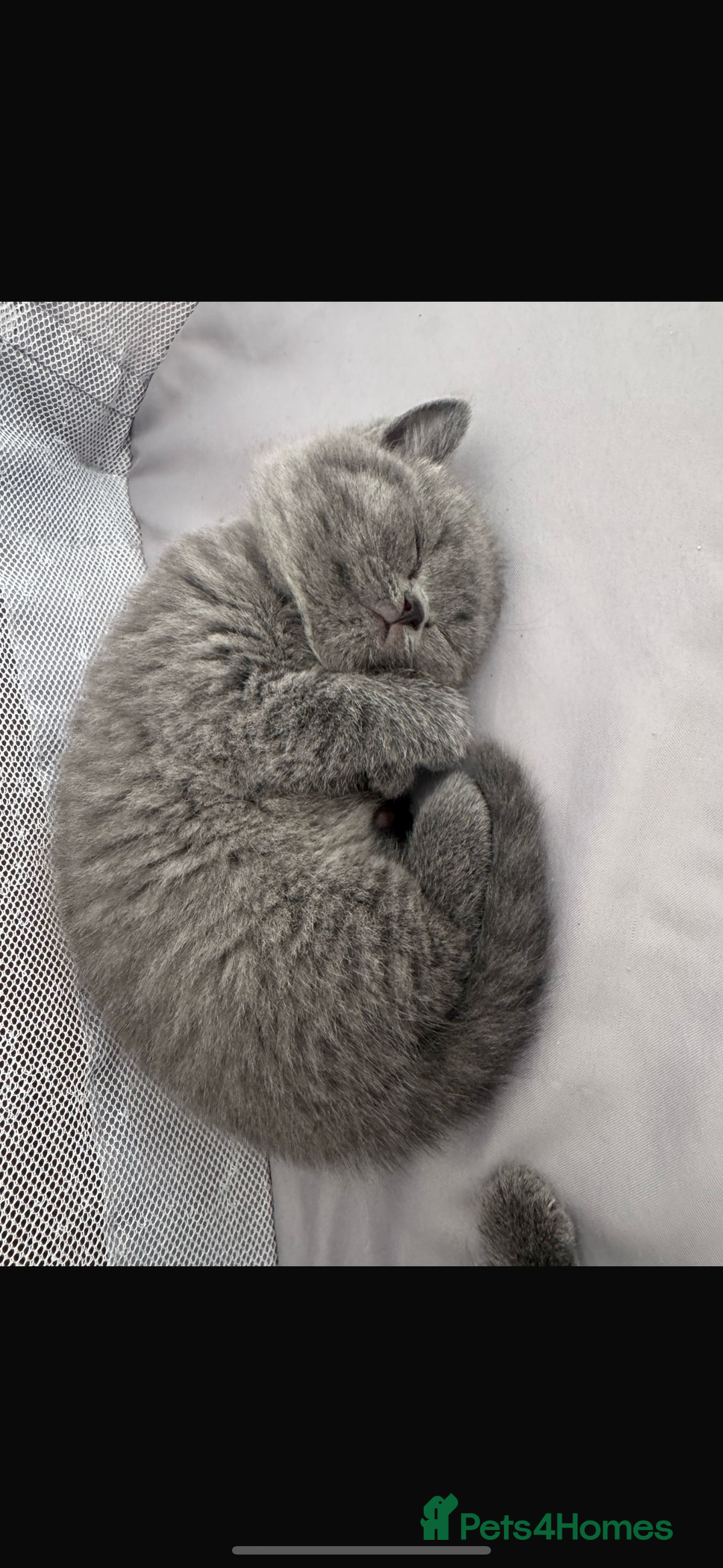 British Shorthair cats for sale: Pedigree British shorthair (Bi colour gene) in Birmingham - Image 4