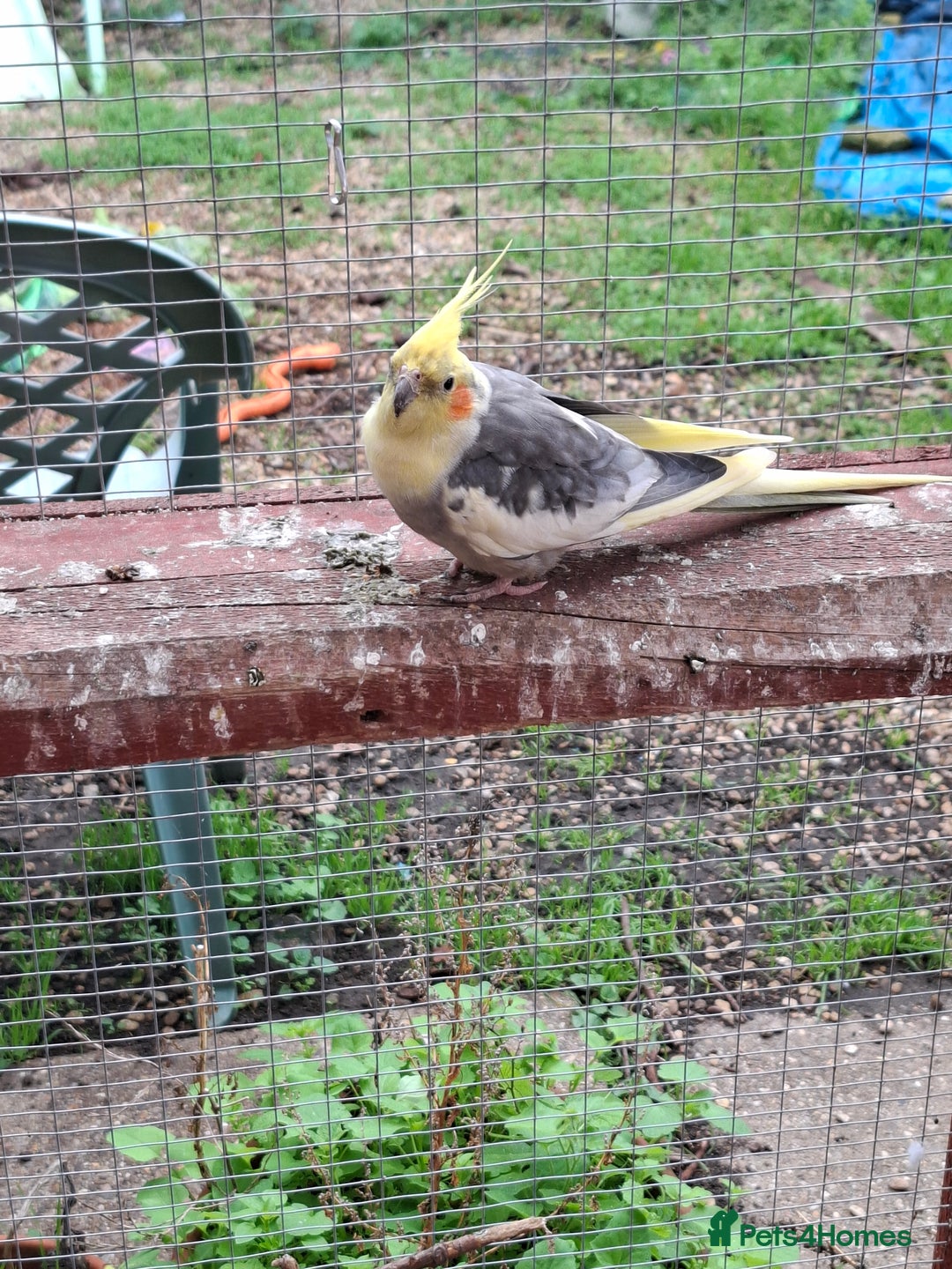 Cockatiels birds for sale: Male cockatiel  - Image 5