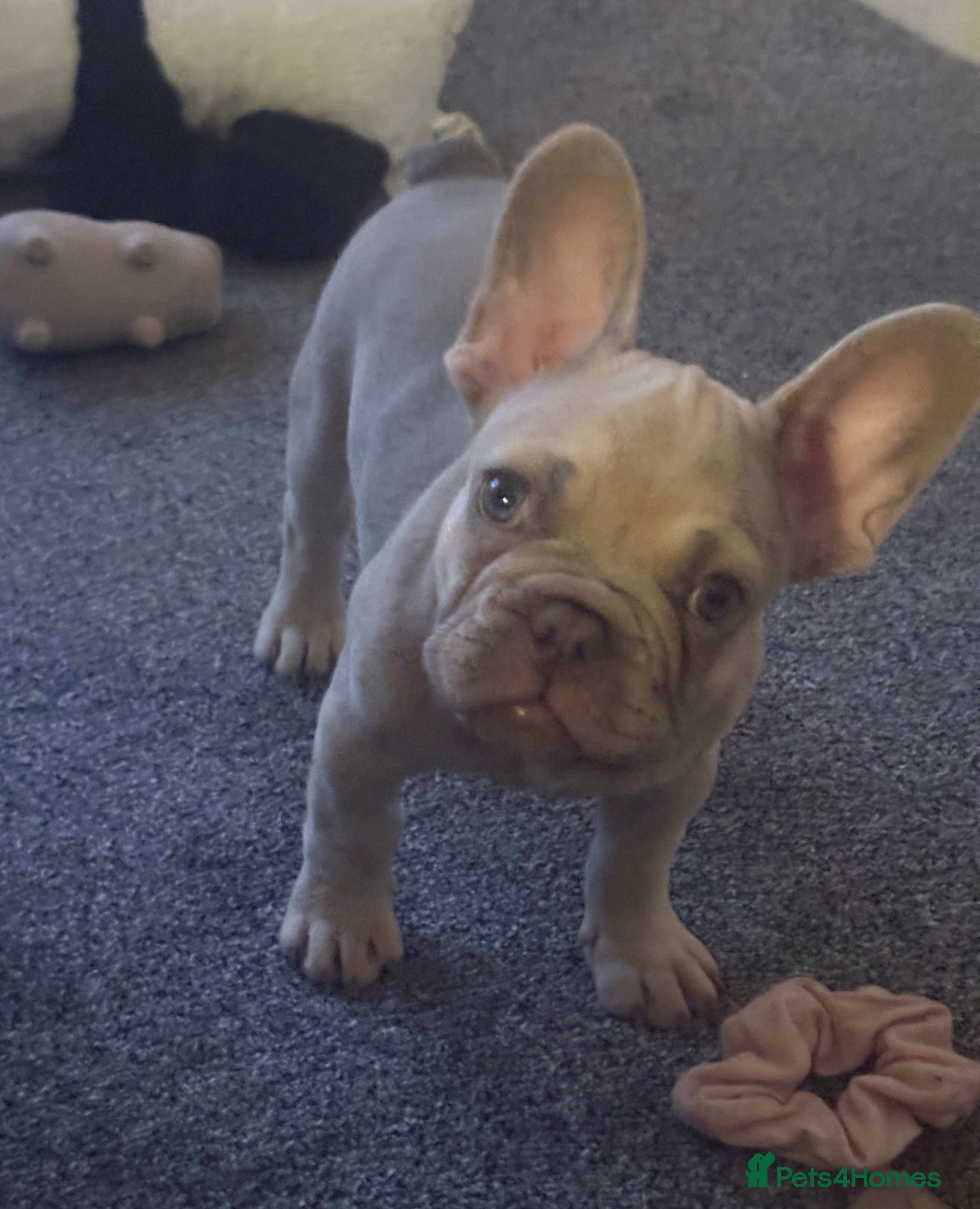 French Bulldog dogs Puppy French bulldogs , 2 boys  - Advert 1