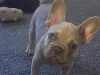 French Bulldog dogs Puppy French bulldogs , 2 boys - Advert 1