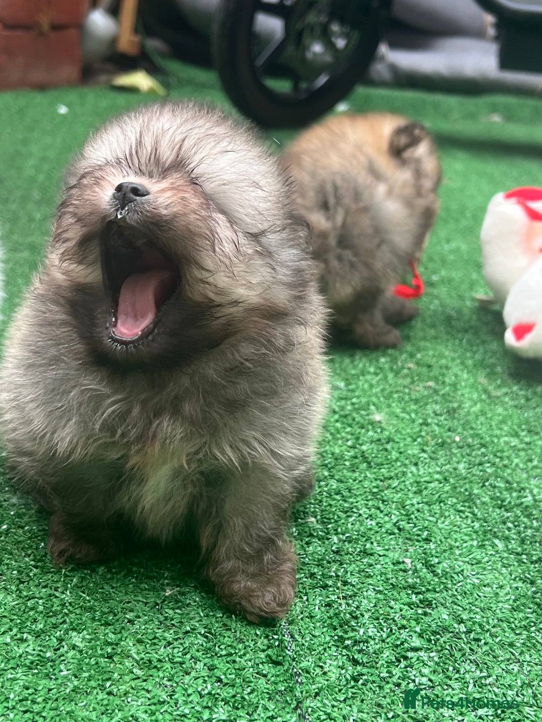 Pomeranian dogs for sale: Pomeranian toy  - Image 20