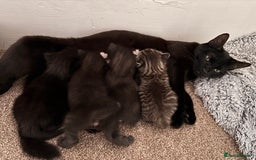 Russian Blue cats for sale: Kittens - Image 2