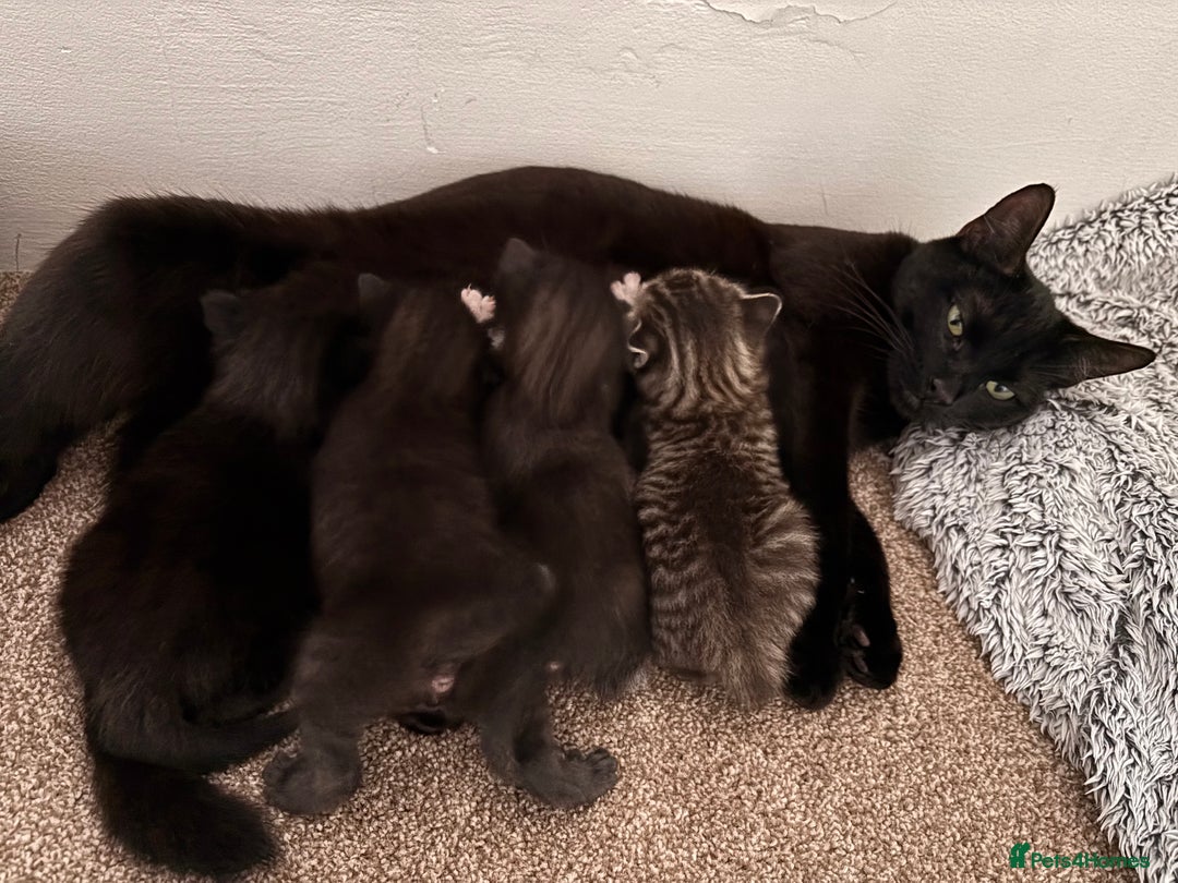 Russian Blue cats for sale: Kittens - Image 2