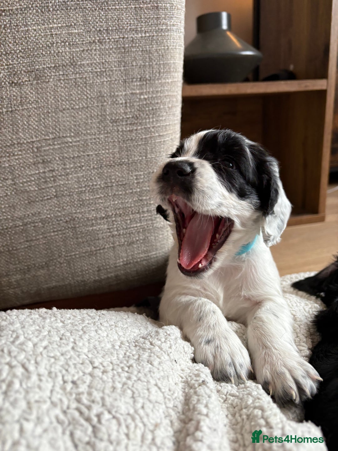 Cocker Spaniel dogs for sale: KC Registered Working Cocker Spaniel puppies - Image 8