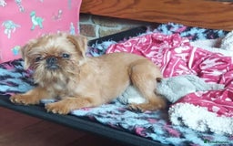 Griffon Bruxellois dogs for sale: kc Griffon Bruxellois - Image 10