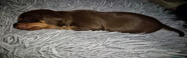 Miniature Dachshund 4 red female