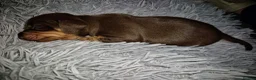 Miniature Dachshund dogs for sale: Miniature dachshund puppies in Crewe - Advert 2