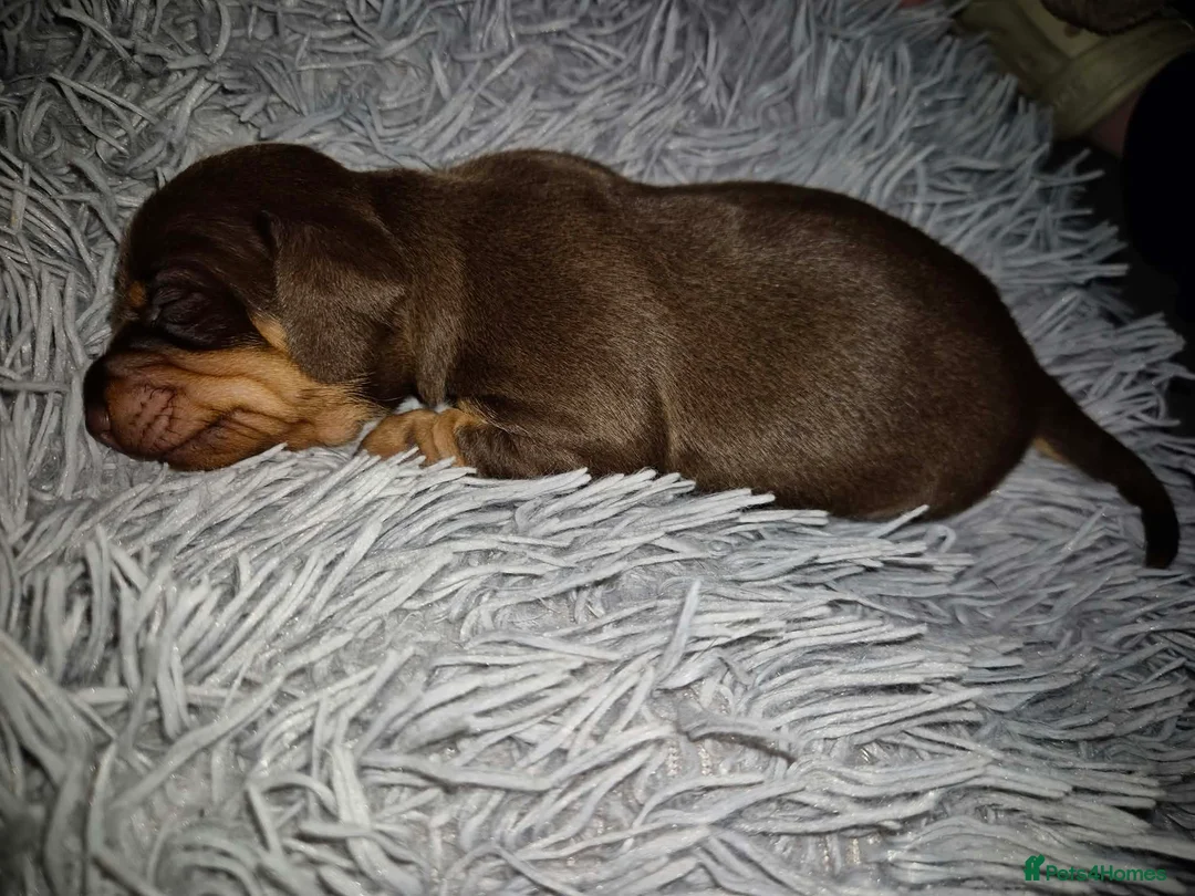 Miniature Dachshund dogs for sale: Miniature dachshund puppies in Crewe - Advert 2