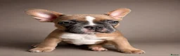 French Bulldog dogs for sale: 🌟Last 4 Exceptional French Bulldogs- Ready Now!🐾 - Advert 22