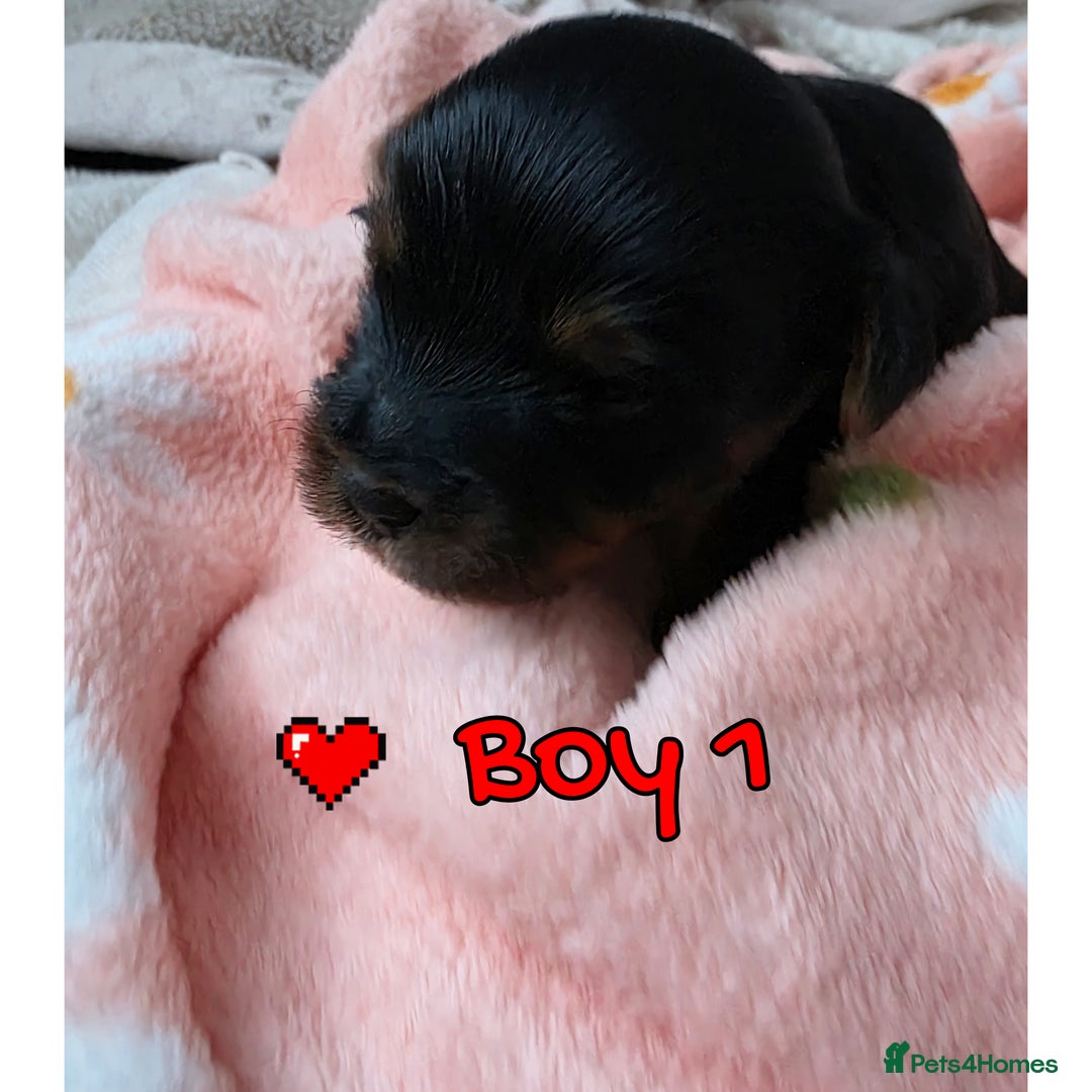 Yorkshire Terrier dogs for sale:  KC Yorkie Puppies🐶❤️ Sired by English Champion🏆 - Advert 8