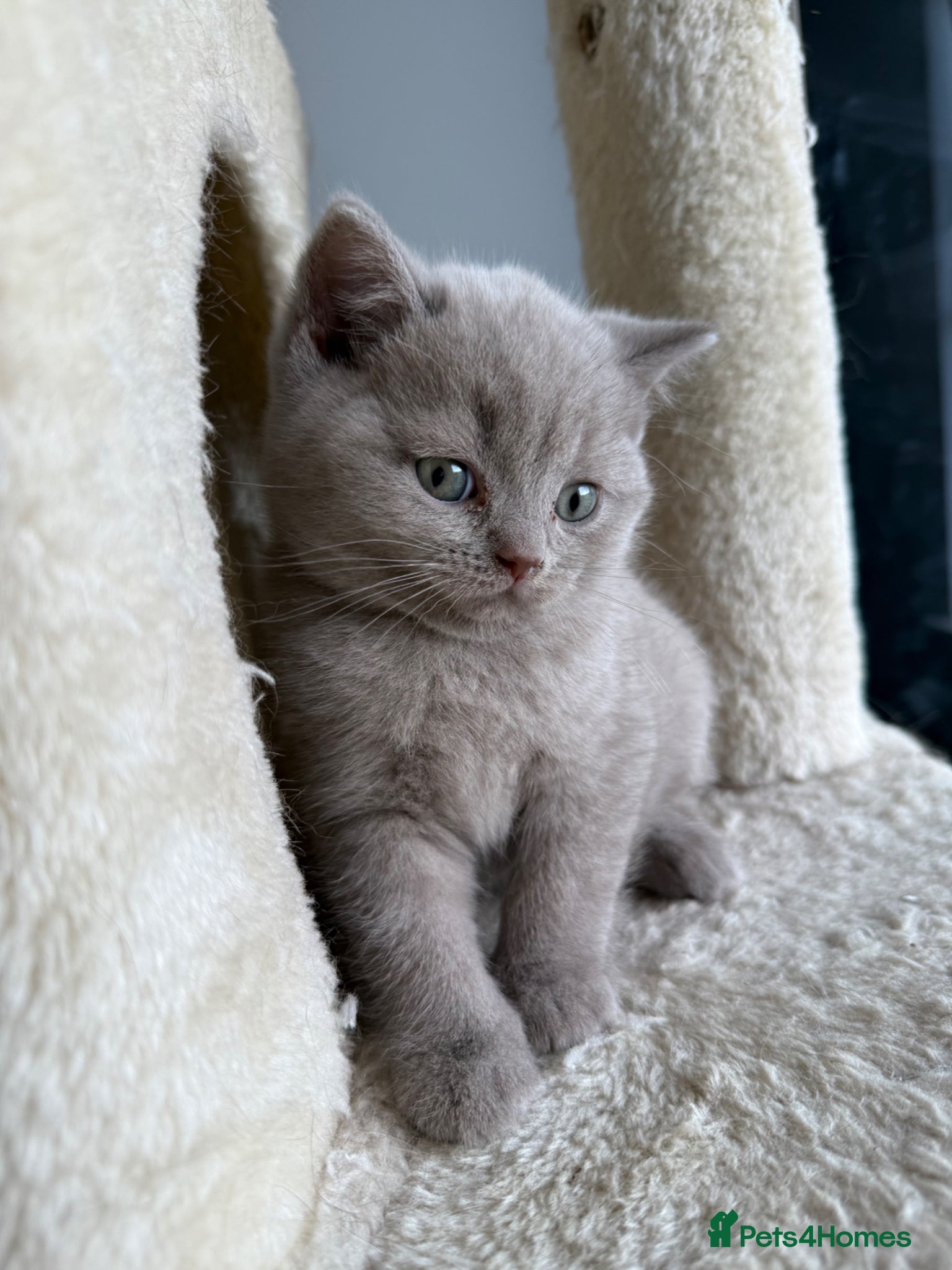 Scottish Fold cats LAST little beauty left🤩 - Advert 9