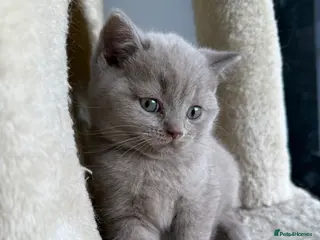 Scottish Fold cats LAST little beauty left🤩 - Advert 9
