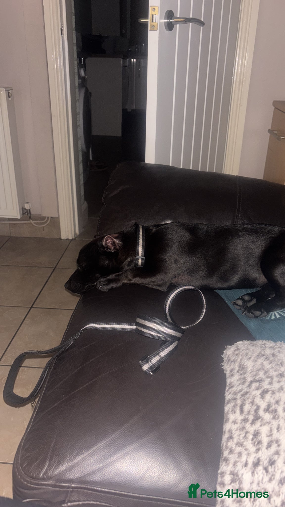 Mixed Breed dogs for sale: Rehome - Advert 5
