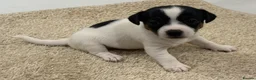 Jack Russell dogs for sale: Miniature Jack Russell Puppies  - Advert 3