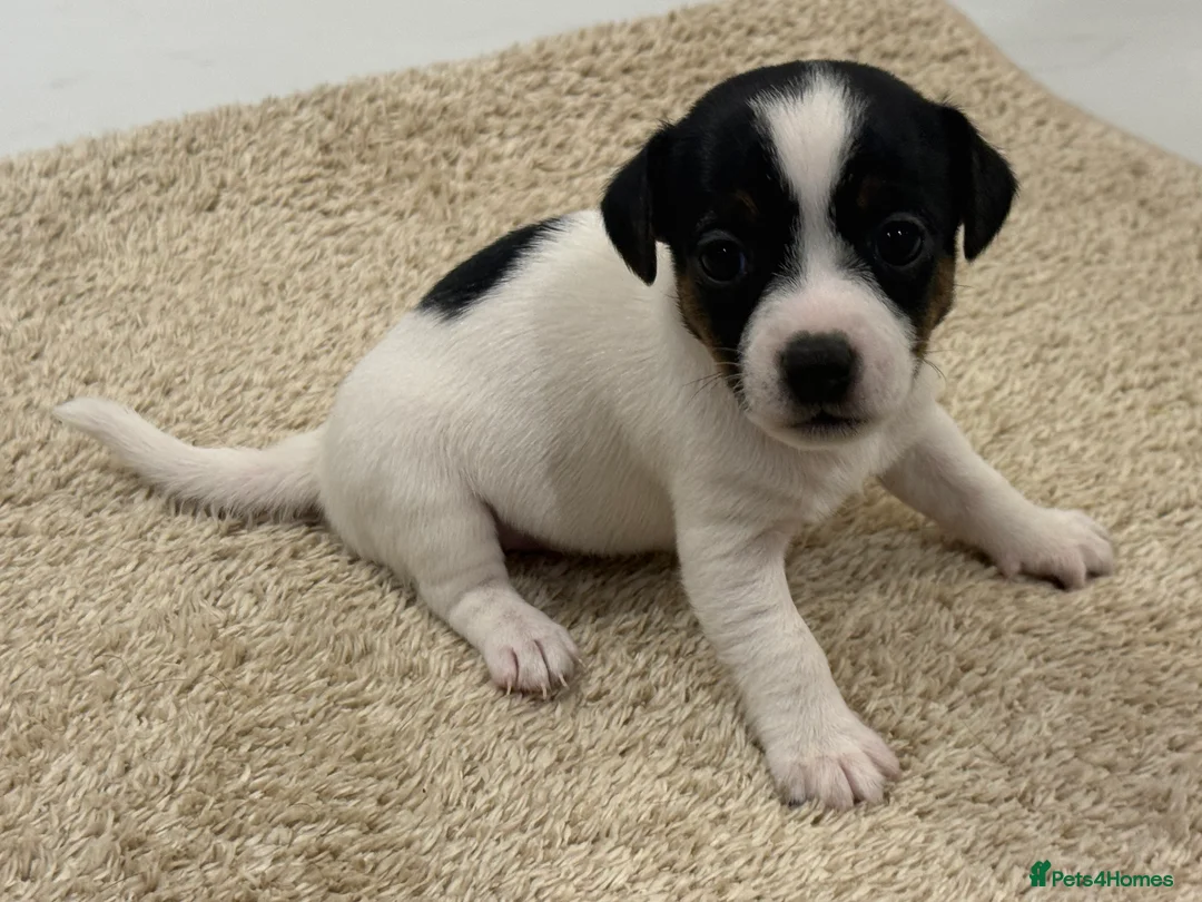 Jack Russell dogs for sale: Miniature Jack Russell Puppies  - Advert 3