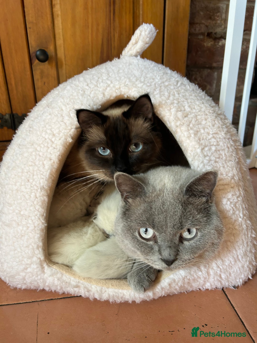 Ragdoll cats for sale: Beautiful Ragdoll x British short hair kittens - Advert 10