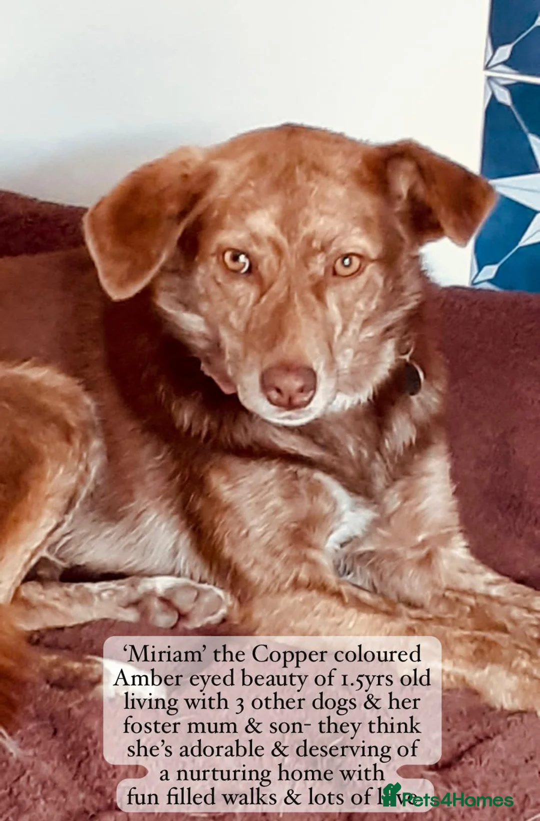 Mixed Breed dogs for adoption: Miriam, 14 months approx. Reserved STC.. - Advert 1