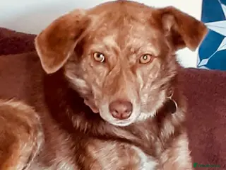 Mixed Breed dogs Miriam, 14 months approx. Available for adoption.. - Advert 1