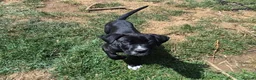 Mixed Breed dogs for sale: Cane corso x American bulldog  - Advert 6