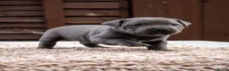 Staffordshire Bull Terrier dogs for sale: Amazing Staffordshire bull terrier litter!  in Welwyn Garden City - Advert 31