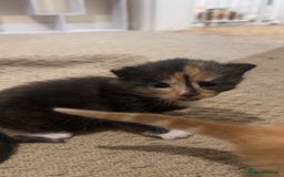 Mixed Breed cats for sale: 2 beautiful kittens - Image 12