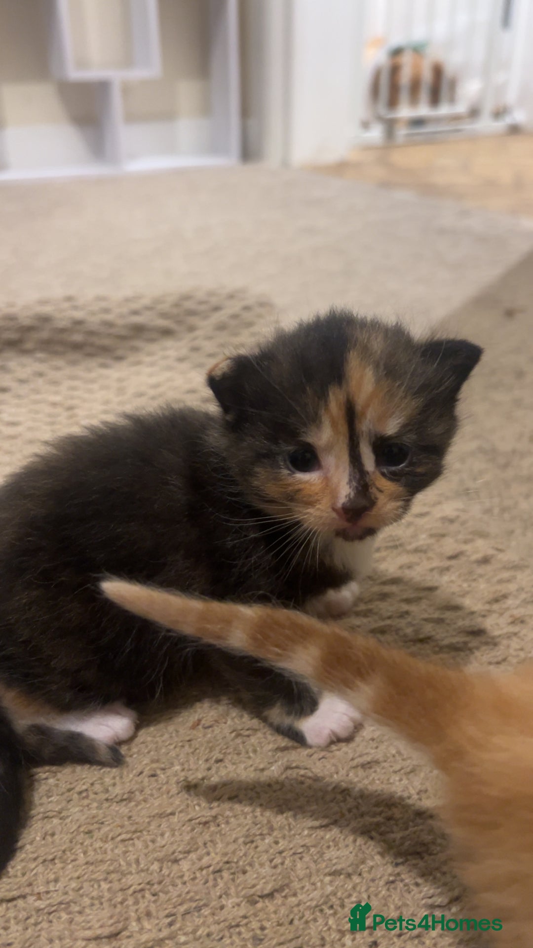 Mixed Breed cats for sale: 2 beautiful kittens - Image 12