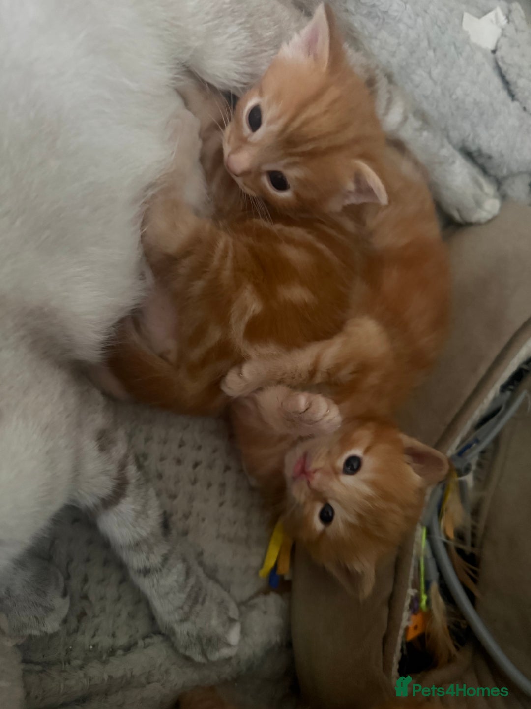 Maine Coon cats for sale: Ginger kittens - Advert 26