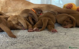 Labrador Retriever dogs for sale: 🐾 KC Registered Fox Red Lab Puppies 🐾 - Image 8