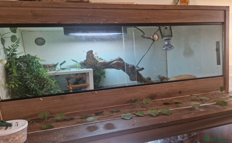 Bearded Dragon reptiles - Advert 4