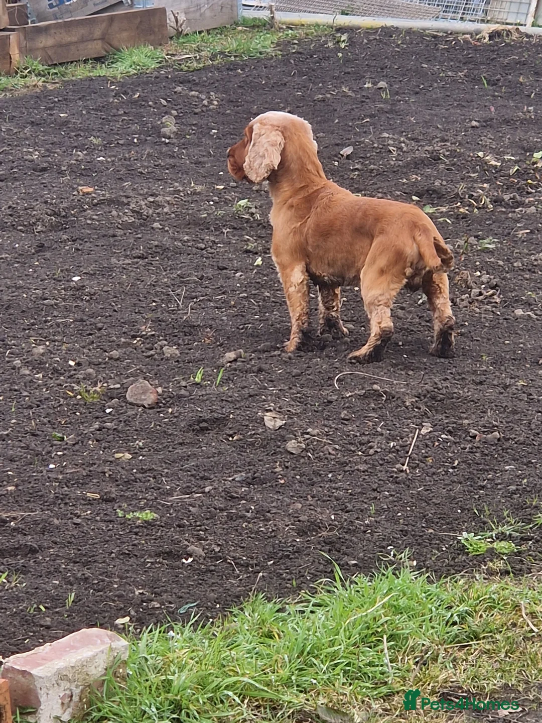 Cocker Spaniel dogs for stud: Golden Show Type Cocker for Stud in Shildon - Advert 7