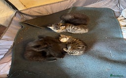 Domestic Shorthair cats for sale: Tabby Kittens - Image 2