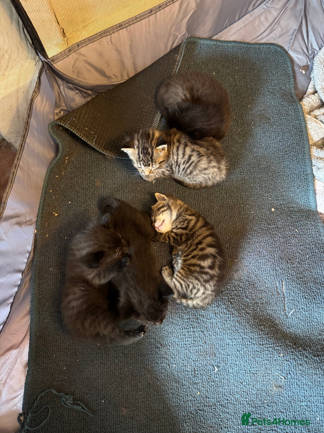 Domestic Shorthair cats for sale: Tabby Kittens - Image 2