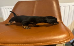 Dachshund dogs for sale: Chunky Standard Homebred Dachshunds - Image 9
