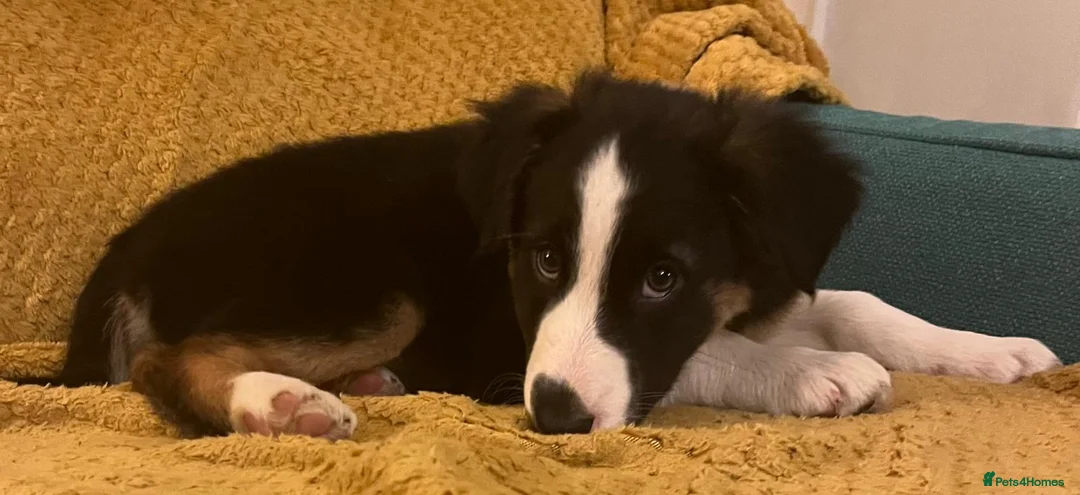 Border Collie dogs for sale: Adorable Border Collies for Sale - Advert 26