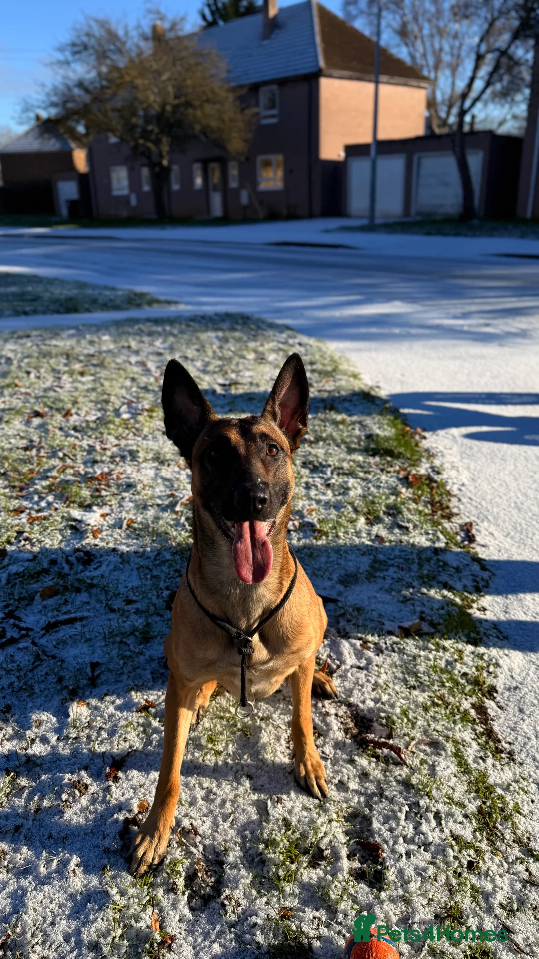 Mixed Breed dogs for sale: Incredible Belgian MalinoisxGerman shepherd pups - Advert 14