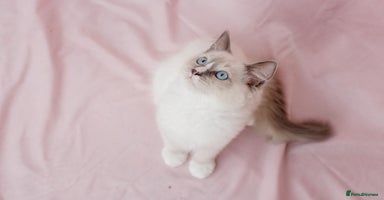 Ragdoll cats - Advert 11