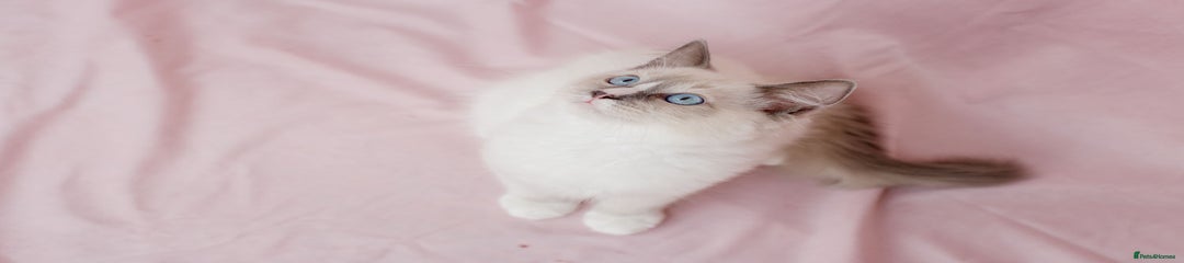 Ragdoll Kitten 2